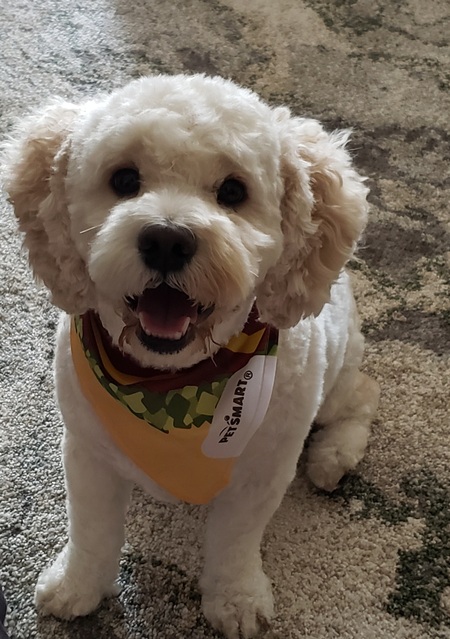 Scout