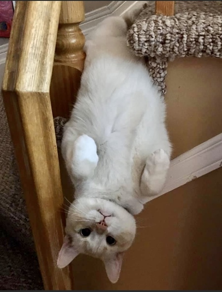 Milo Hopper