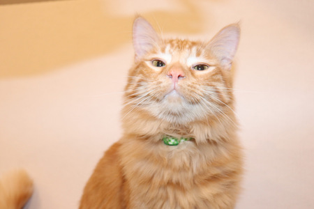 Simba