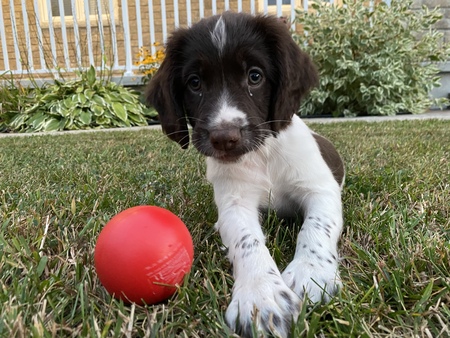 Penny