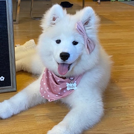 Nala 