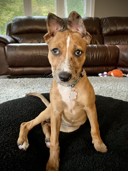 Daisy