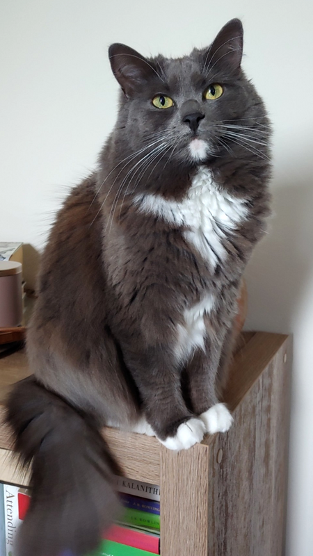Mila