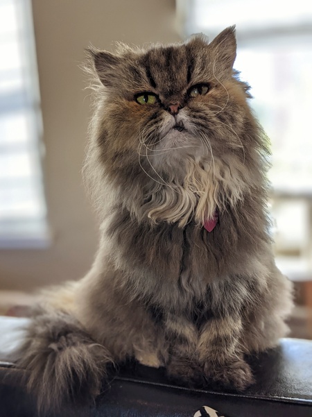 Petunia
