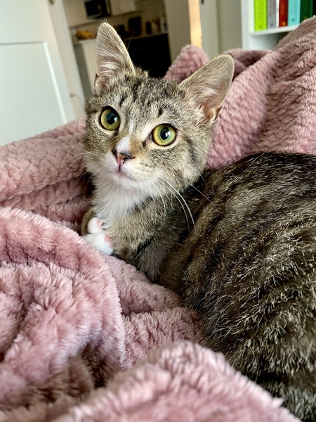 Elli