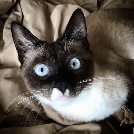 Pancake Jolene