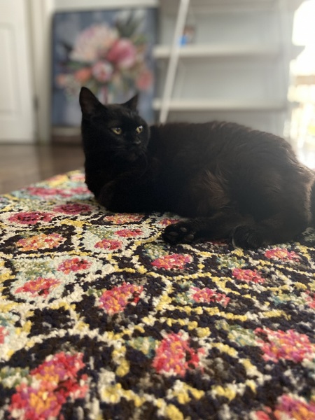 Lacey 