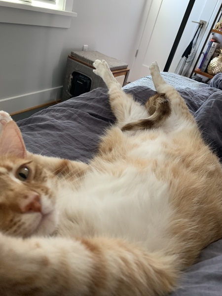 Julius