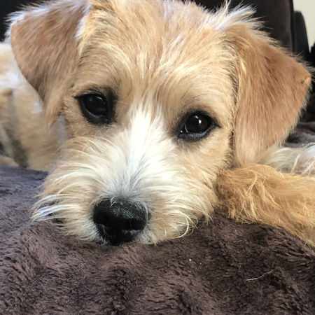 Pippa