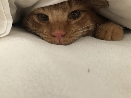 Cooper