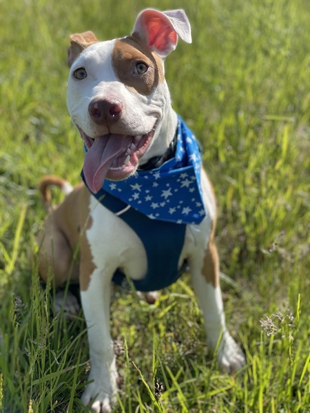 Finnegan 