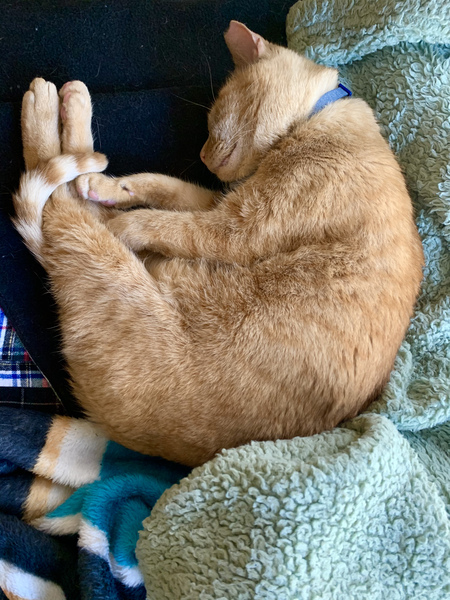 Rupert