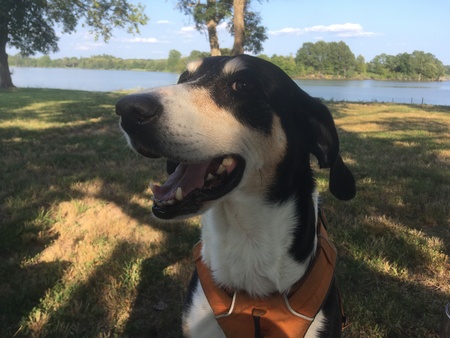 Zazu 