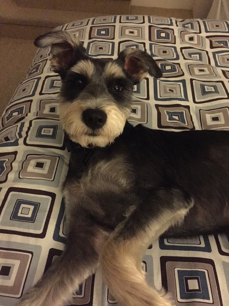 Bailey