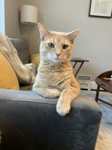 Cheddar