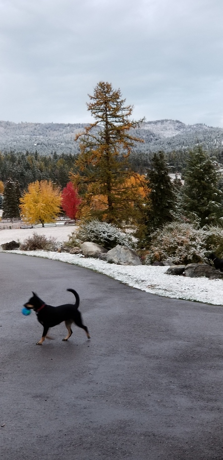 Beau 