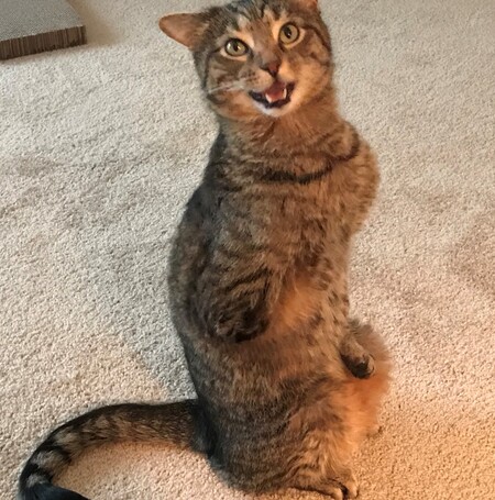 Joey