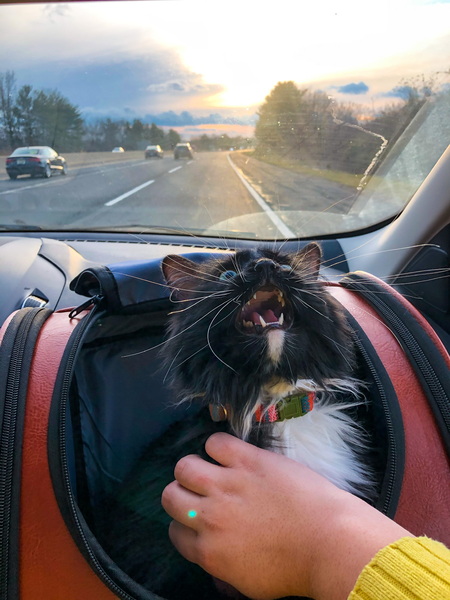 Pippa