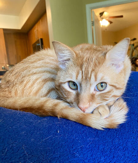 Cheddar Bay Biscuit