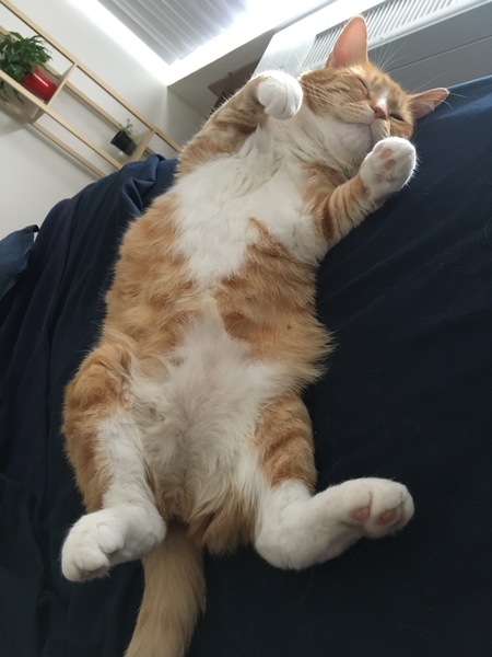 Xander
