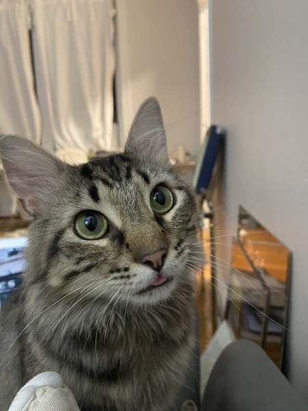Ollie