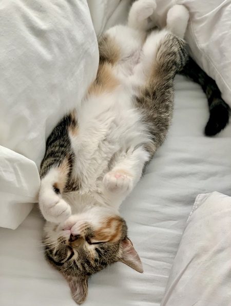 Zeppelin