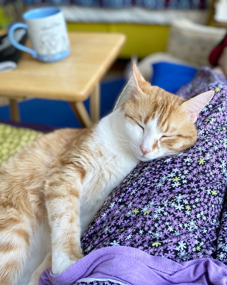 Beaux Benedict Cumbercat