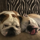 Entry image for Bogey and Turner
