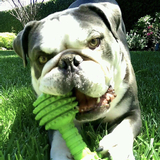 Entry image for Willy 