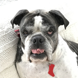 Entry image for Ollie 
