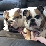 Entry image for Bentley and Daisy 