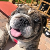 Entry image for Dottie
