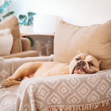 Entry image for Monty