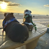 Entry image for Charlie Murphy and Mr Pickles 