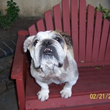 Entry image for Muffin