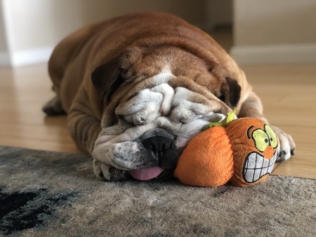 Entry image for Chubbs. Clicking this image will show a larger photo