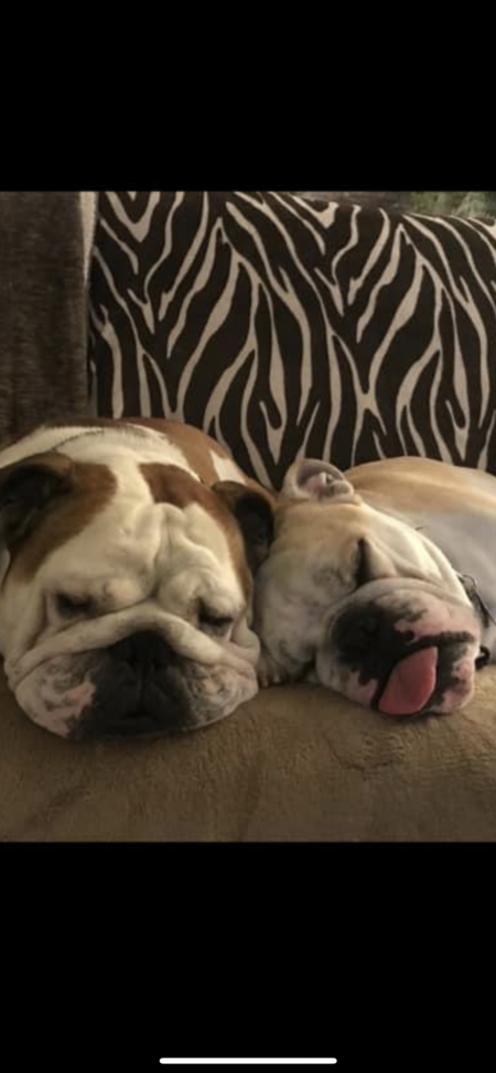 Entry image for Bogey and Turner. Clicking this image will show a larger photo