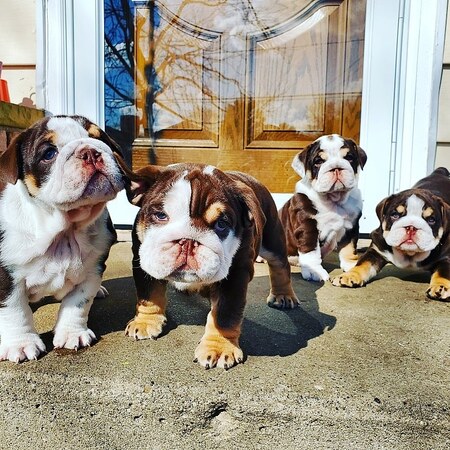 Entry image for Mini bullz. Clicking this image will show a larger photo