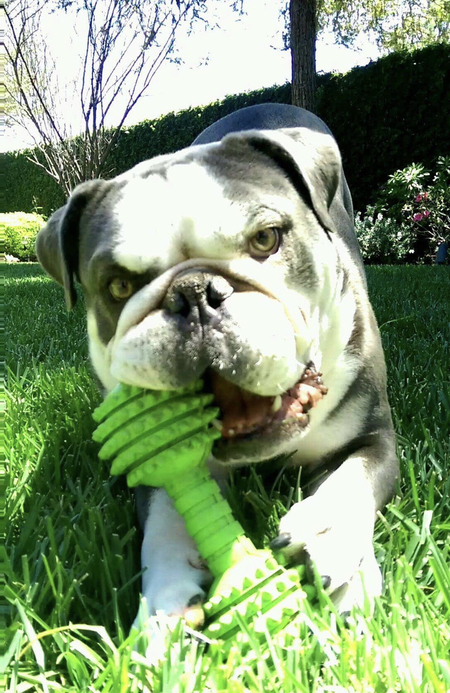 Entry image for Willy . Clicking this image will show a larger photo