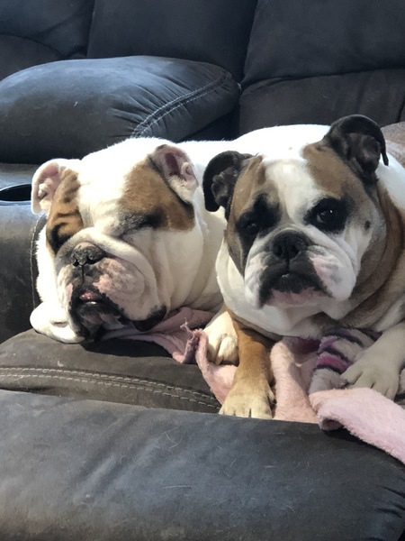 Entry image for Bentley and Daisy . Clicking this image will show a larger photo