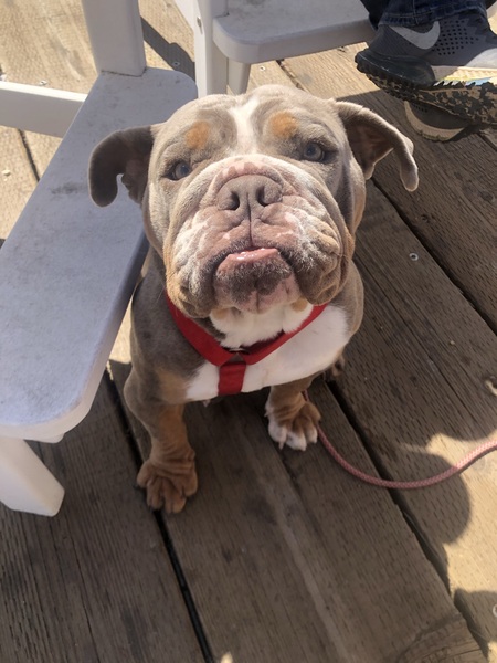 Entry image for Mabel. Clicking this image will show a larger photo