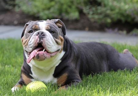 Entry image for Cooper. Clicking this image will show a larger photo