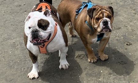 Entry image for Buster & Wilbur. Clicking this image will show a larger photo