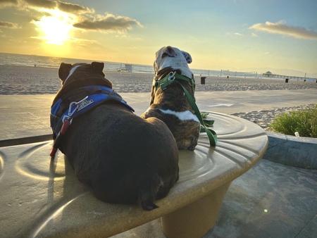 Entry image for Charlie Murphy and Mr Pickles . Clicking this image will show a larger photo