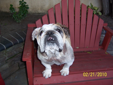 Entry image for Muffin. Clicking this image will show a larger photo