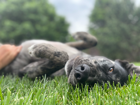 Madeline - Lab/Catahoula mix