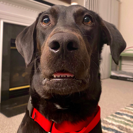 Moose (FKA Blackjack)