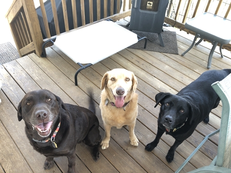 Finn, Sunny and Kimber