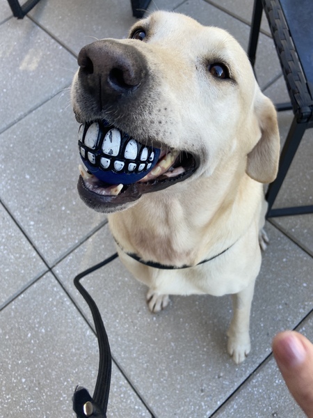 Sadie