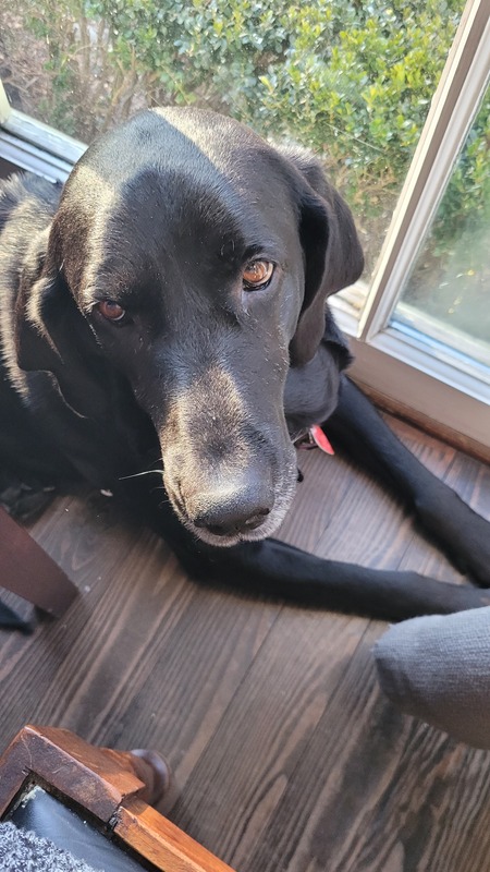Josie